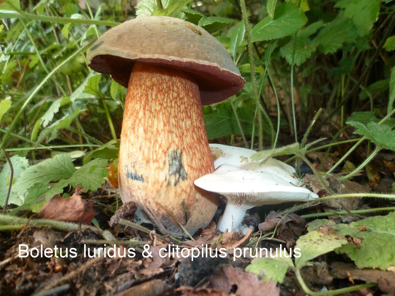 Suillellus luridus-amf285-- Clitopilus prunulus.jpg - Suillellus luridus & Clitopilus prunulus ; Noms français: Bolet blafard et meunier